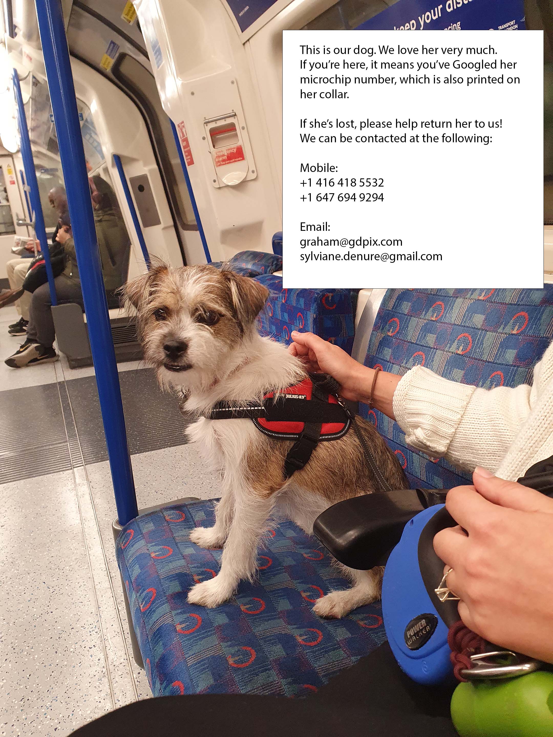 this is our dog, microchip number 991001003966846